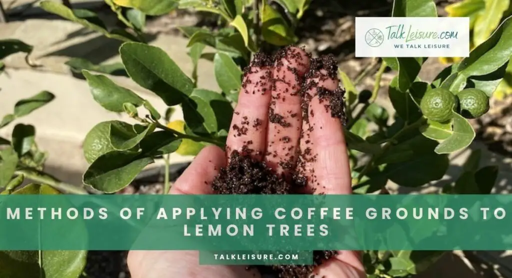 Methods Of Applying Coffee Grounds To Lemon Trees