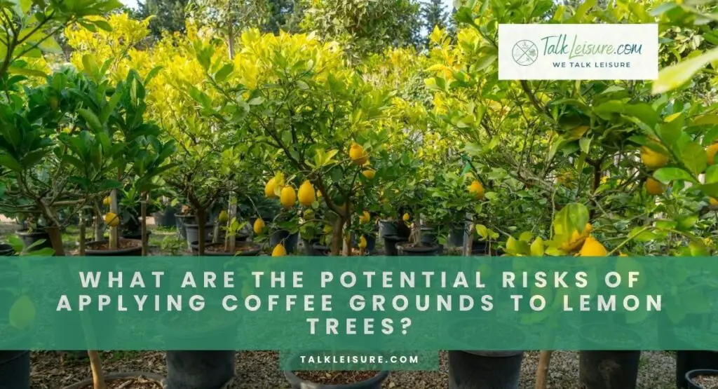 What Are The Potential Risks Of Applying Coffee Grounds To Lemon Trees?
