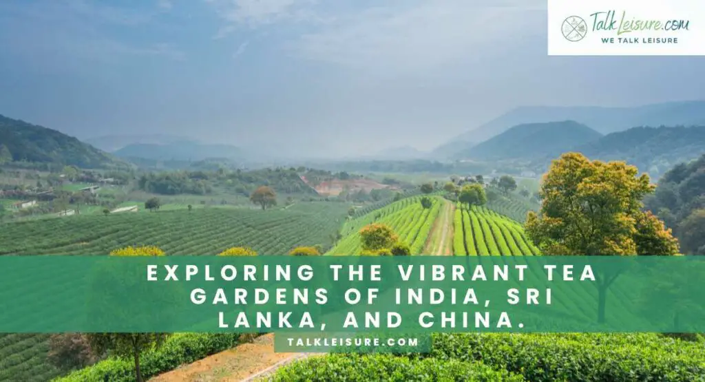 Exploring the Vibrant Tea Gardens of India, Sri Lanka, and China.