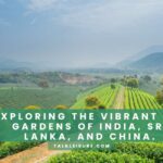 Exploring the Vibrant Tea Gardens of India, Sri Lanka, and China.