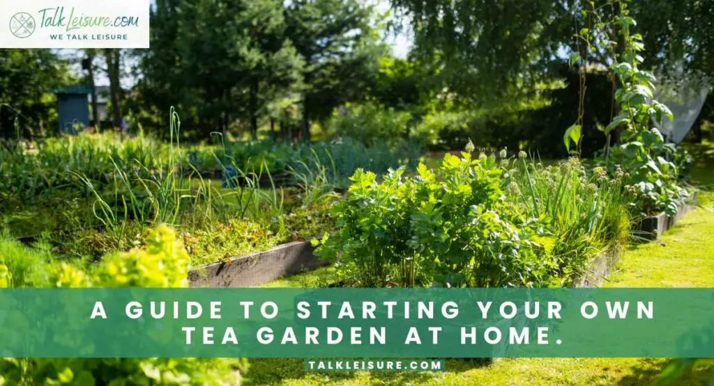 A Guide to Starting Your Own Tea Garden at Home.