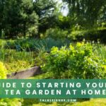 A Guide to Starting Your Own Tea Garden at Home.