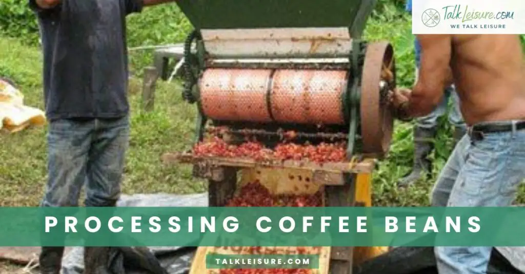 Processing Coffee Beans