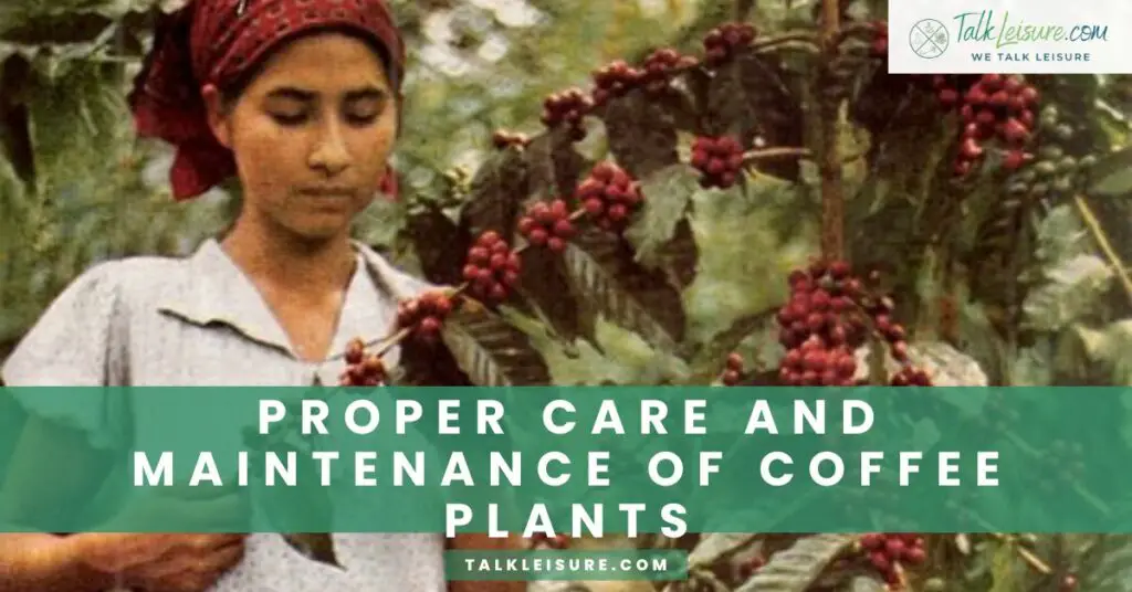 Proper Care and Maintenance of Coffee Plants