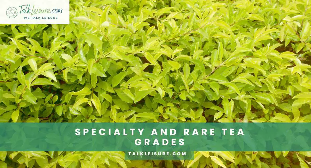 A Beginner's Guide to Understanding Tea Grades and Classifications