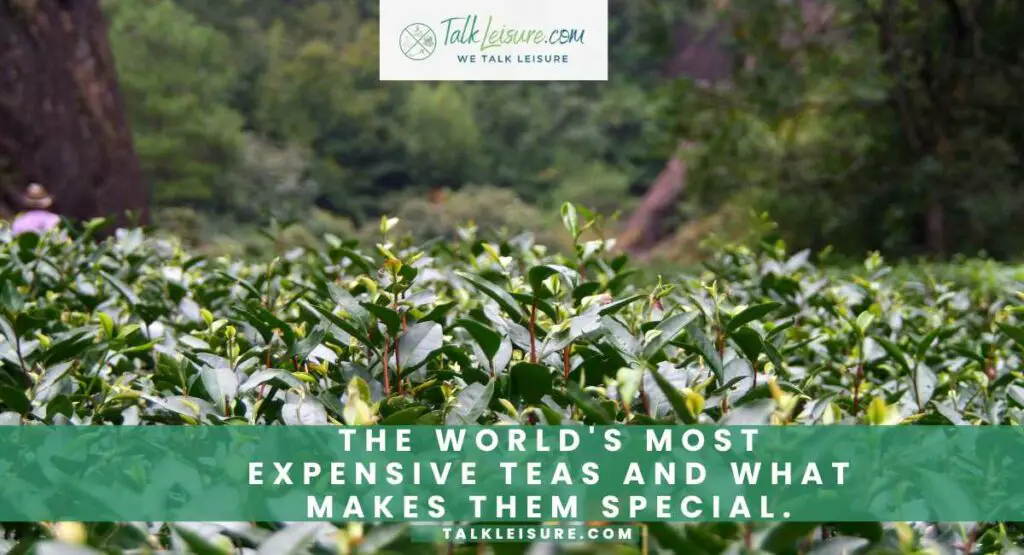 The World's Most Expensive Teas and What Makes Them Special.