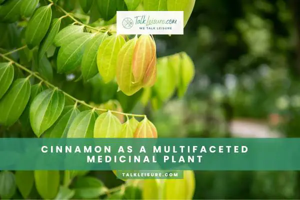 Cinnamon As A Multifaceted Medicinal Plant