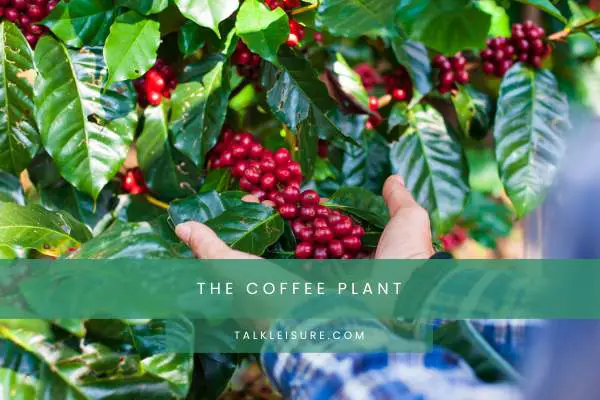 The Coffee Plant