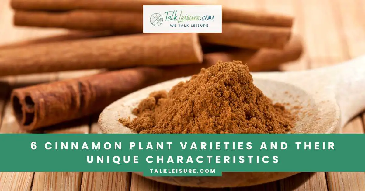 6 Cinnamon Plant Varieties and Their Unique Characteristics Talk Leisure