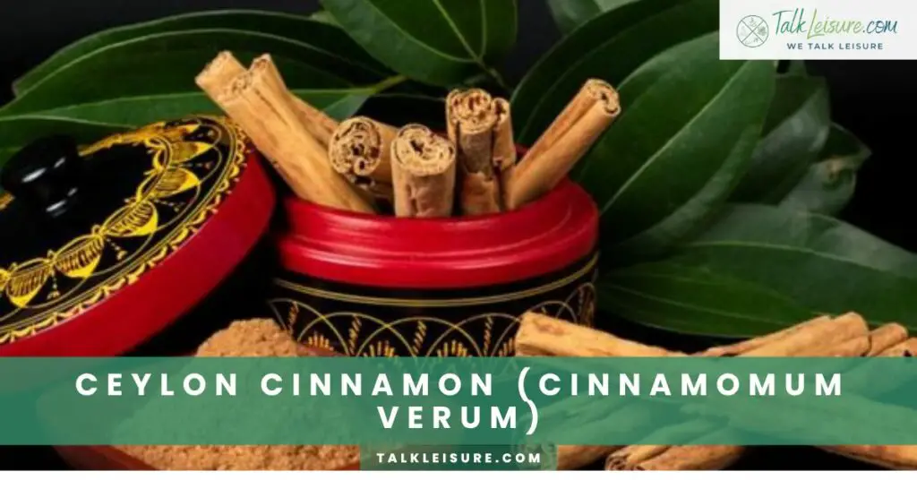 Ceylon Cinnamon (Cinnamomum Verum)