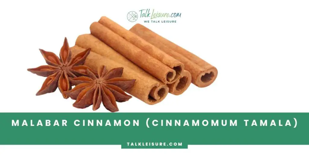Malabar Cinnamon (Cinnamomum tamala)