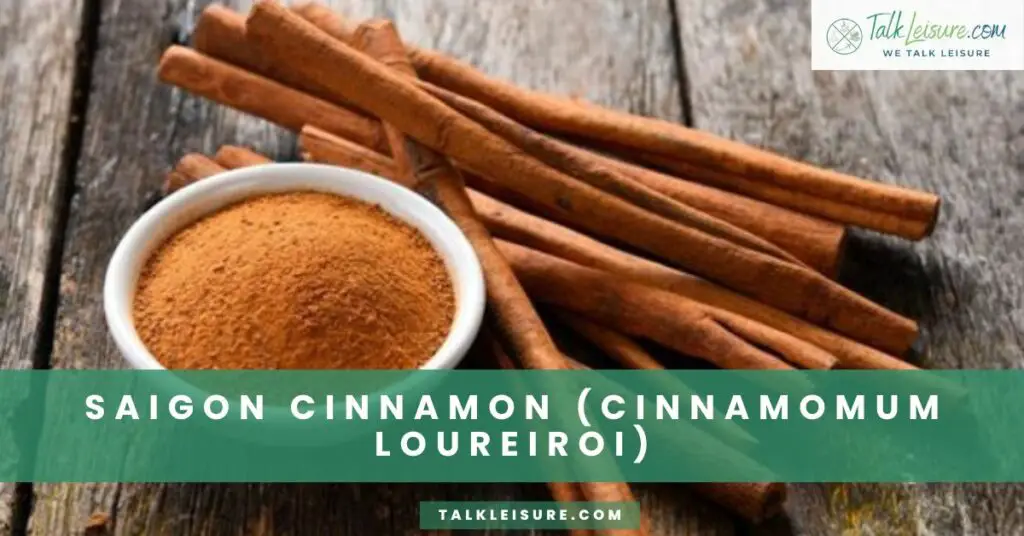 Saigon Cinnamon (Cinnamomum Loureiroi)
