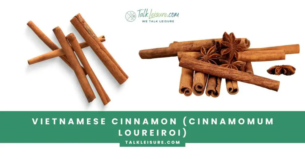 Vietnamese Cinnamon (Cinnamomum loureiroi)